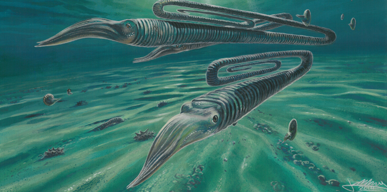 Artist's depiction of Diplomoceras maximum