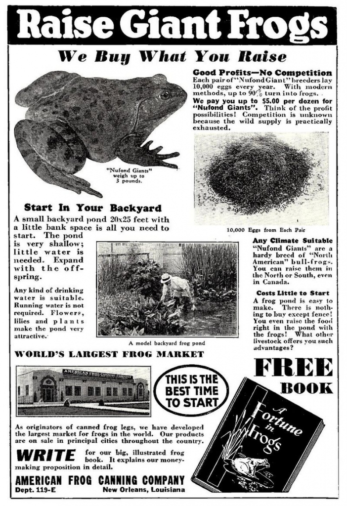 Ad: Raise Giant Frogs, 1936